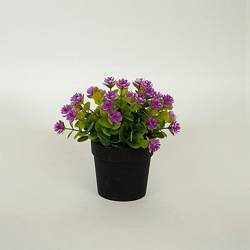 Λουλούδι Μωβ σε Γλαστράκι 16cm