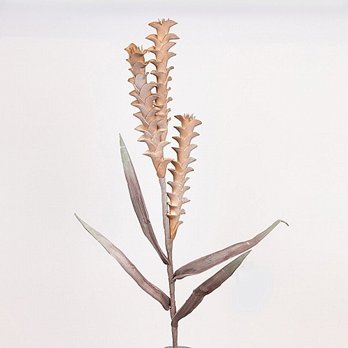 ΛΟΥΛΟΥΔΙ/ΚΛΑΔΙ FOAM ΑΛΟΪΔΕΣ ΚΑΦΕ 30x105cm