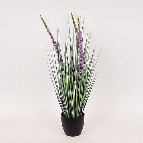 ΦΥΤΟ ΕΡΕΜΟΥΡΟΣ ΣΕ ΓΛΑΣΤΡΑ ΠΛΑΣΤΙΚΟ 80cm