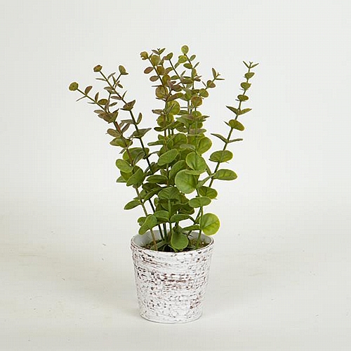 ΦΥΤΟ ΣΕ ΓΛΑΣΤΡΑΚΙ ΠΛΑΣΤΙΚΟ 29cm