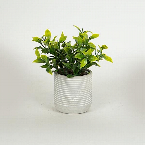 ΦΥΤΟ ΣΕ ΓΛΑΣΤΡΑΚΙ ΑΠΟ ΧΑΡΤΙΝΗ ΠΟΥΛΠΑ 17cm