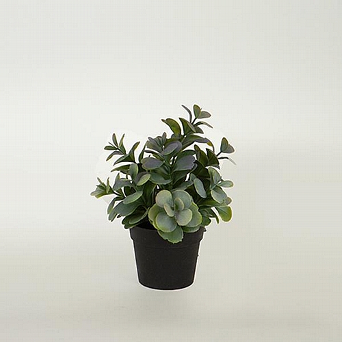 ΦΥΤΟ ΣΕ ΓΛΑΣΤΡΑΚΙ ΠΡΑΣΙΝΟ-ΜΩΒ 17cm