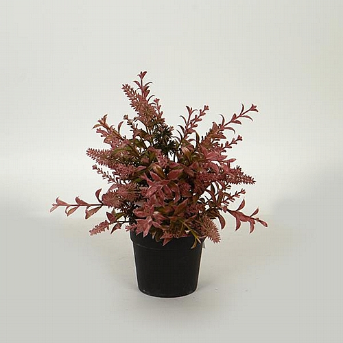 ΛΕΒΑΝΤΑ ΣΕ ΓΛΑΣΤΡΑΚΙ ΡΟΖ 25cm